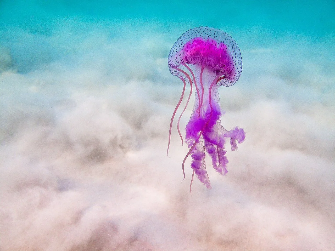 Mauve_Stinger_jellyfish.jpg