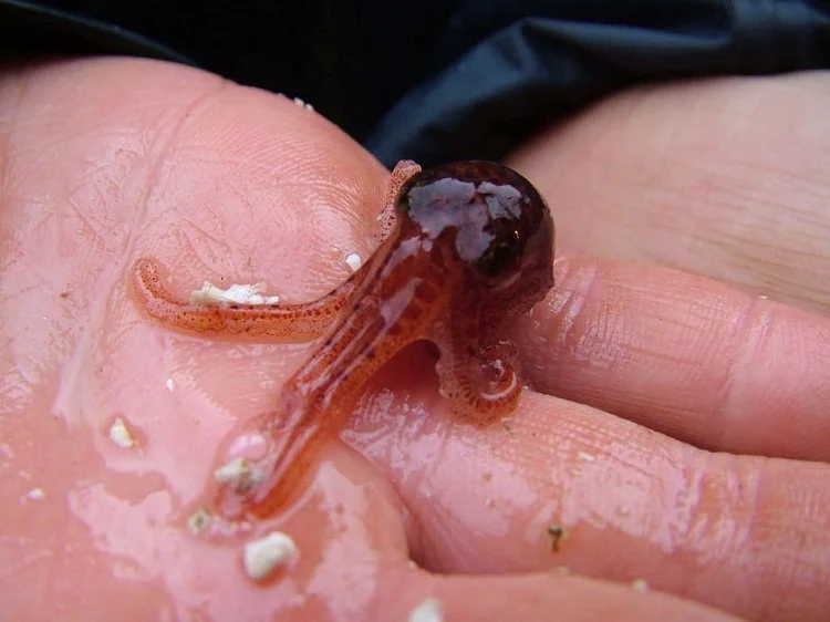 Baby-Giant-Pacific-Octopus.jpg