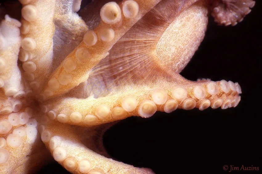 Pacific-Red-Octopus-Beak.jpg