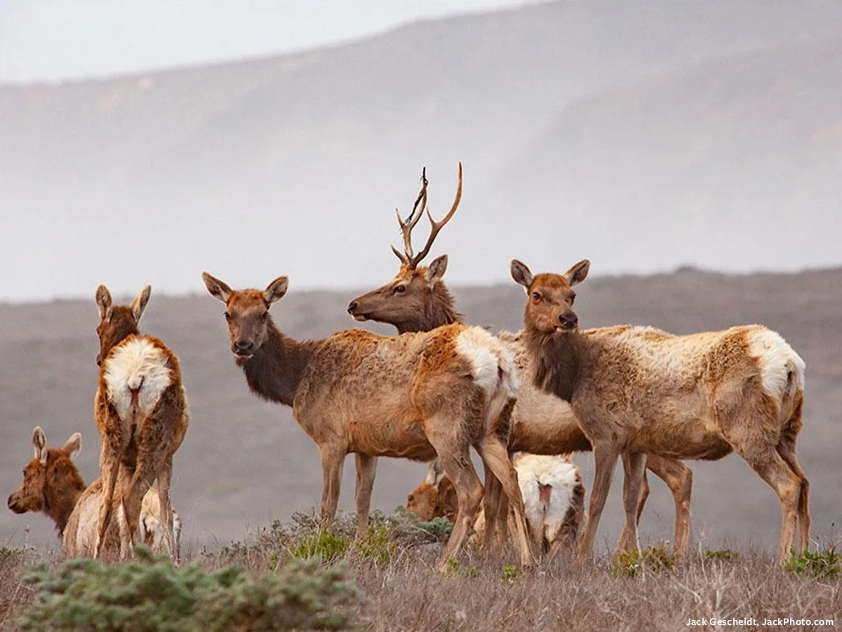 blogmain-tule-elk-reserve-bull-harem-sunset-prns-5449-credit-jack-gescheidt-jackphotocom-1200p-web-0421.6ebc349eaa1450bbc679add26606c069.jpg