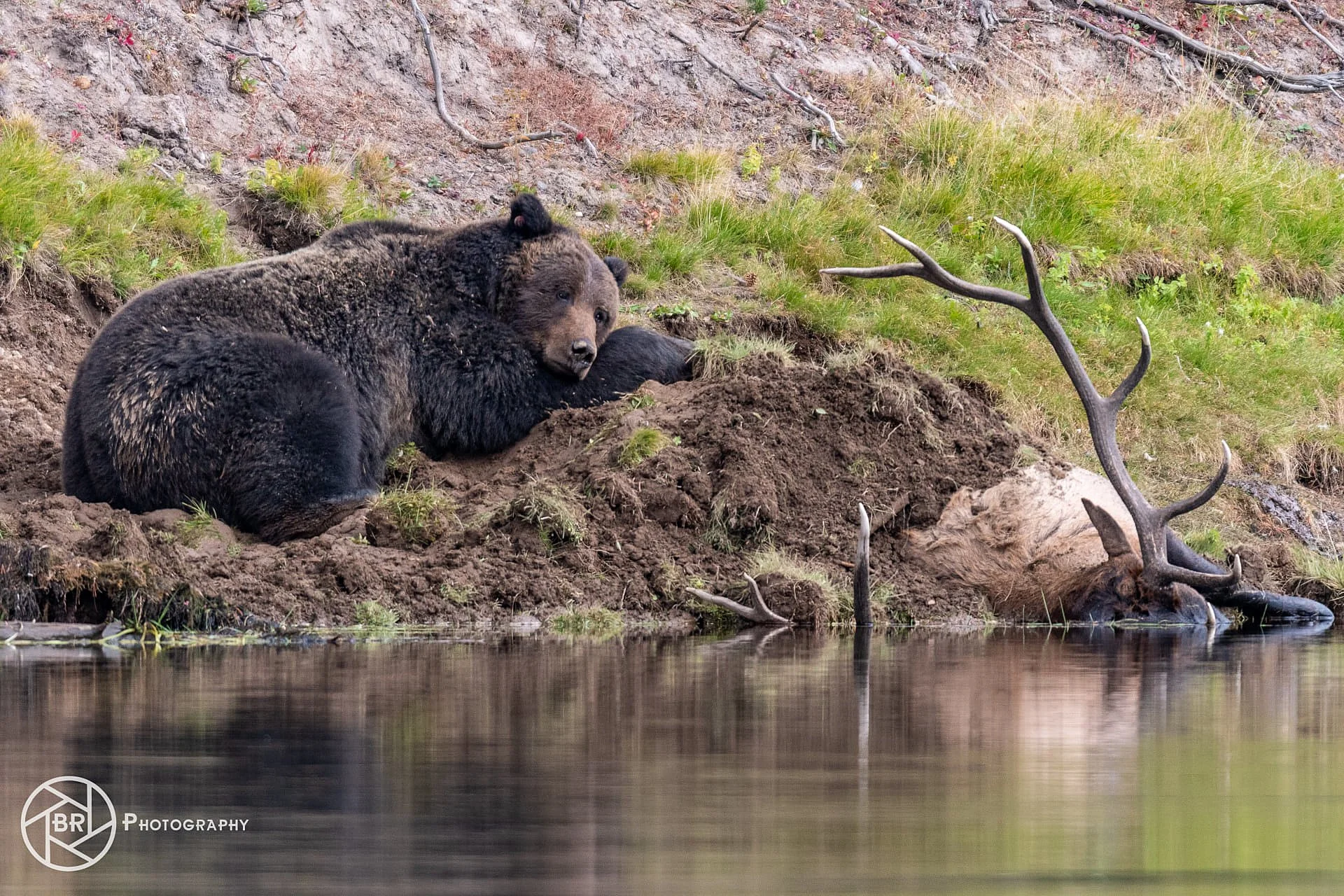 elk-vs-bear-4.jpg