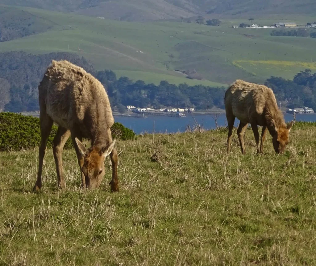 Tule-Elk-Preserve-2018-visit-elk-grazing-closeup-1024x861.jpg