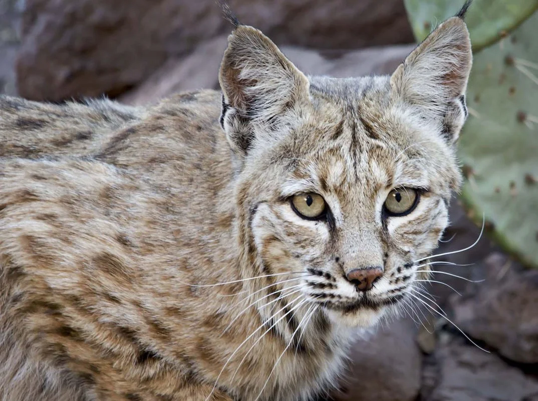 BOBCAT_EL_2_390899-e1553877375909.jpg
