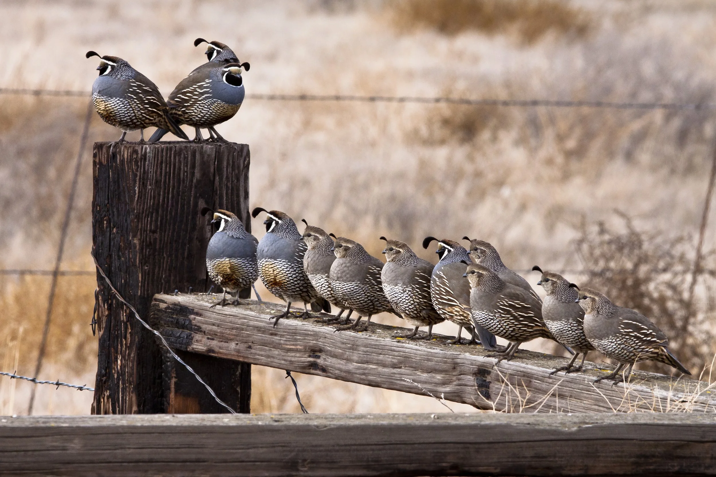 McKay Creek Quail - Chuck Bartlett.jpg
