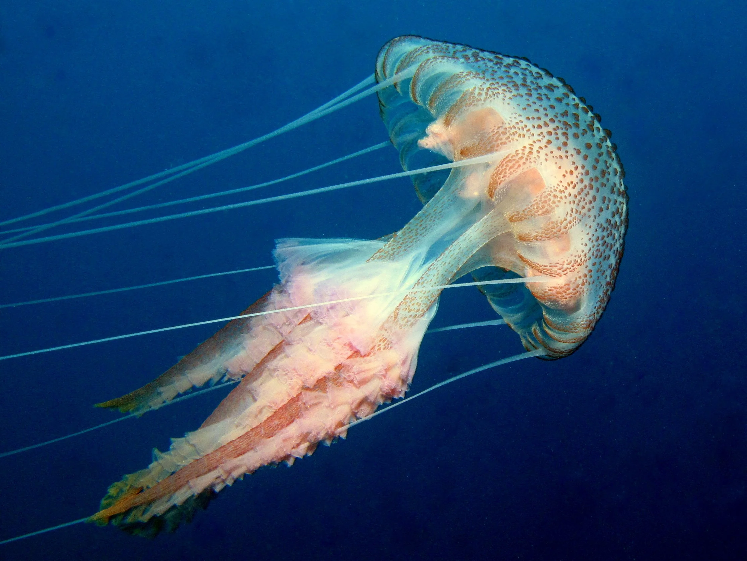 Pelagia-noctiluca-Purple-Striped-Jellyfish.jpg