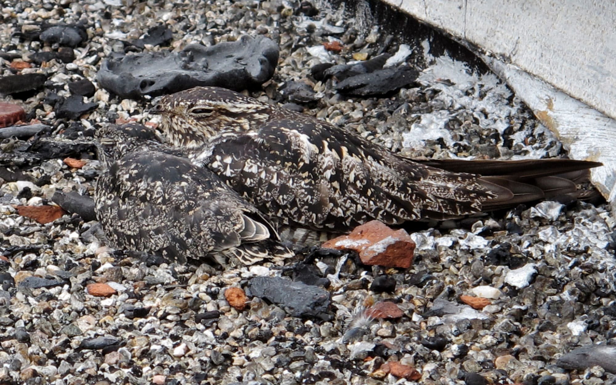nighthawk_mother_chick_Keene_July2016_Thelen.jpg