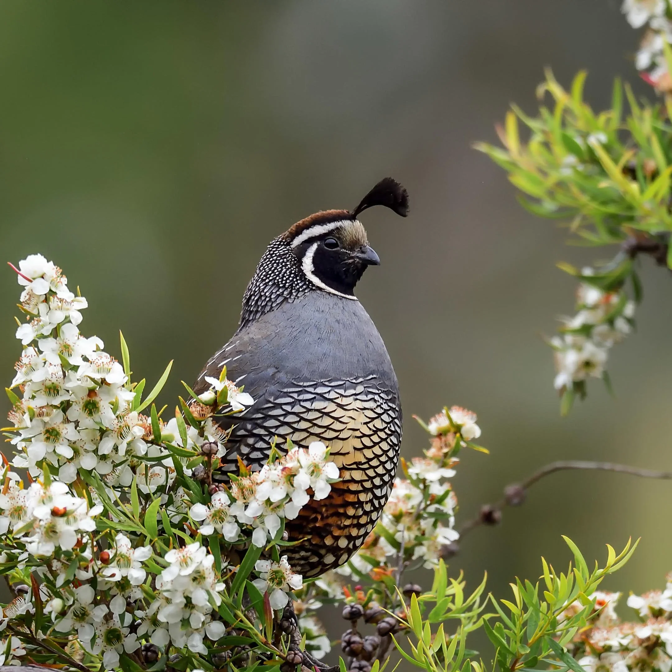 a1_6138_6_california_quail_brad_lewis_adult_male.jpg