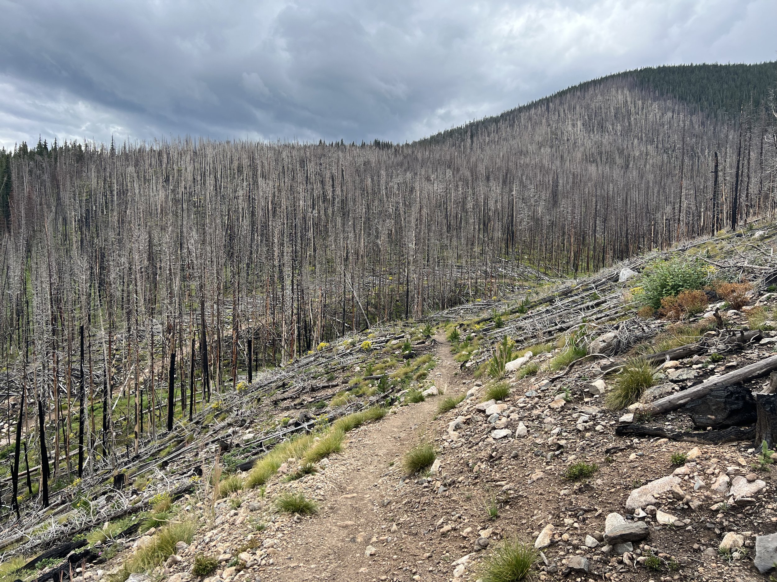   The Miner’s Creek burn area on the climb to Tenmile Crest.  