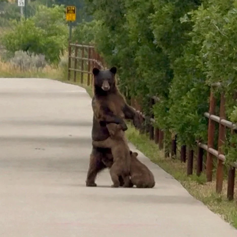 Father Bear