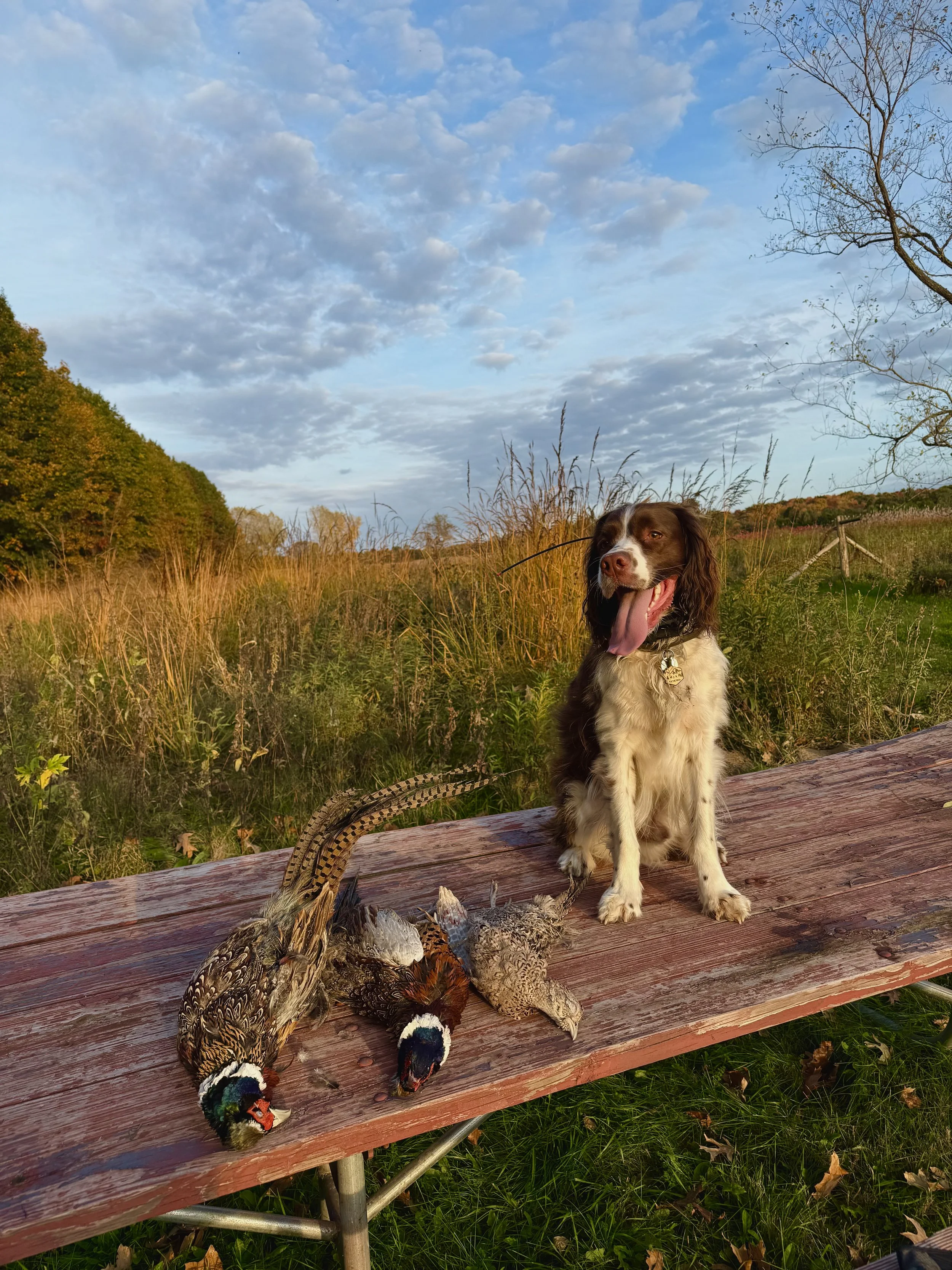 Ruger’s afternoon hunt