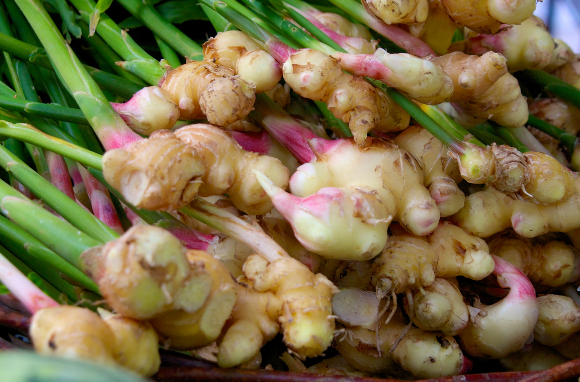 The Ginger Bug: Brewing Health and History — River Trip Homestead