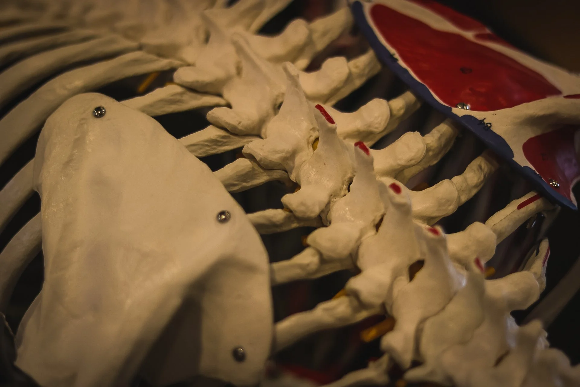 Osteopathic Considerations of The Scapula