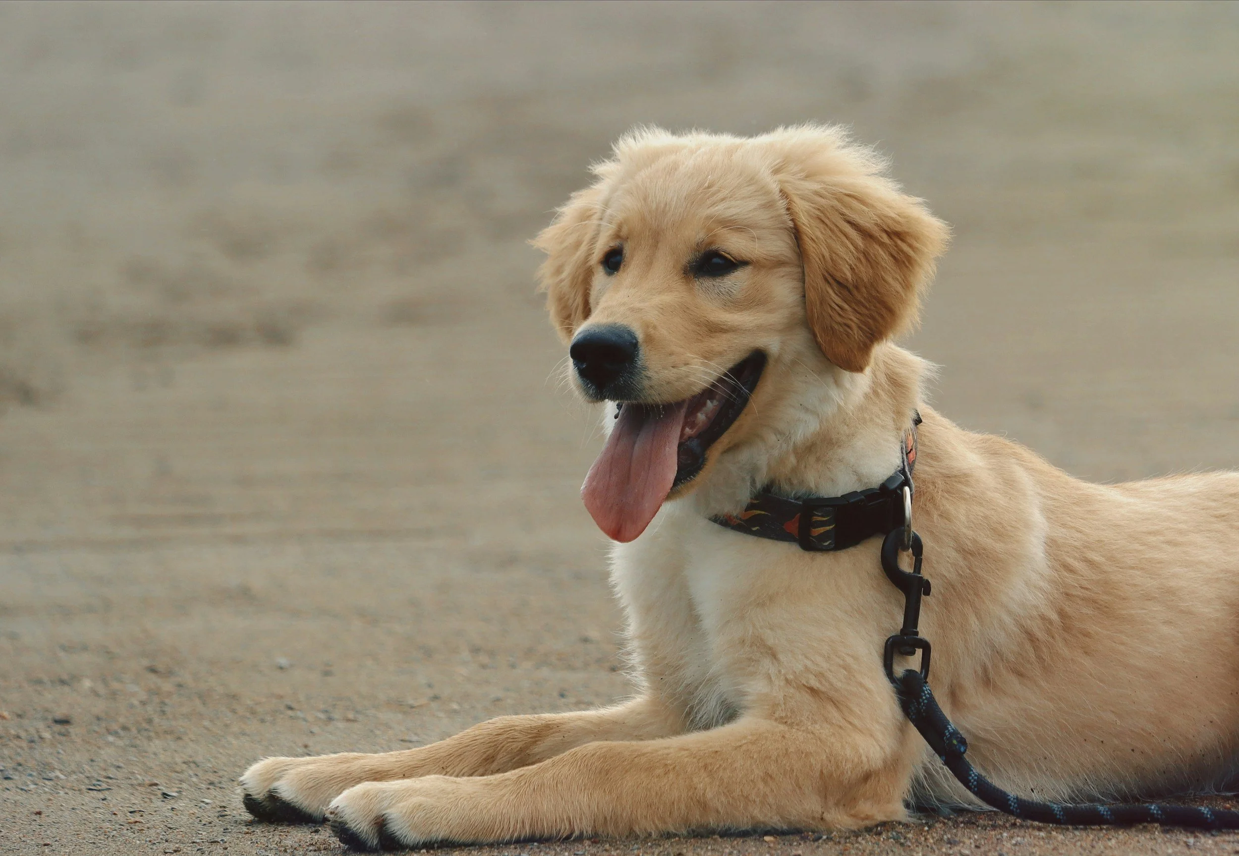 From Socialization to Enrichment: The Best Books for Raising Your Puppy