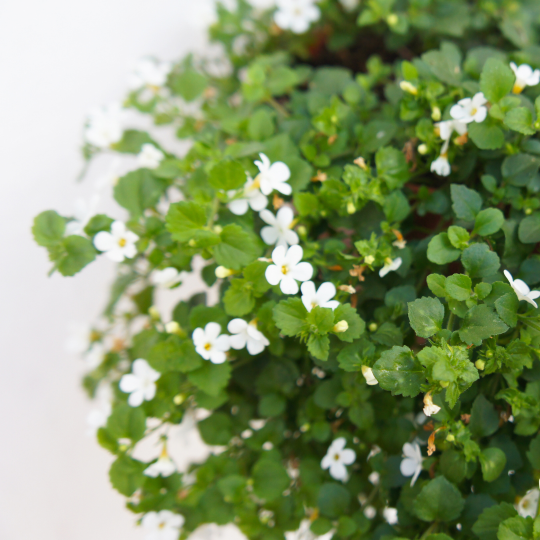 Healing Benefits of Bacopa (Bacopa Monnieri)