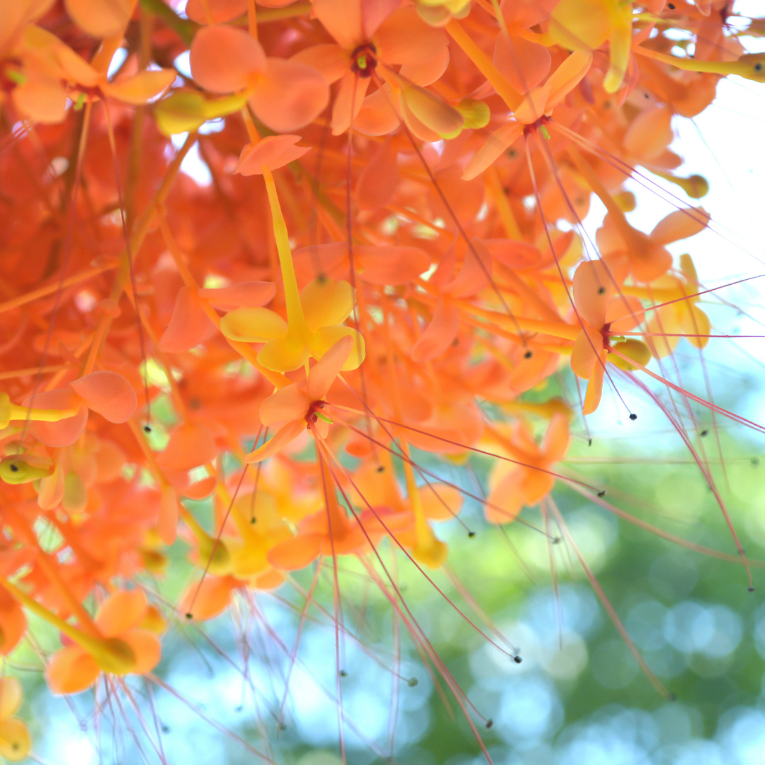 Embracing the Ashoka Tree: Ashoka (Saraca Asoca)