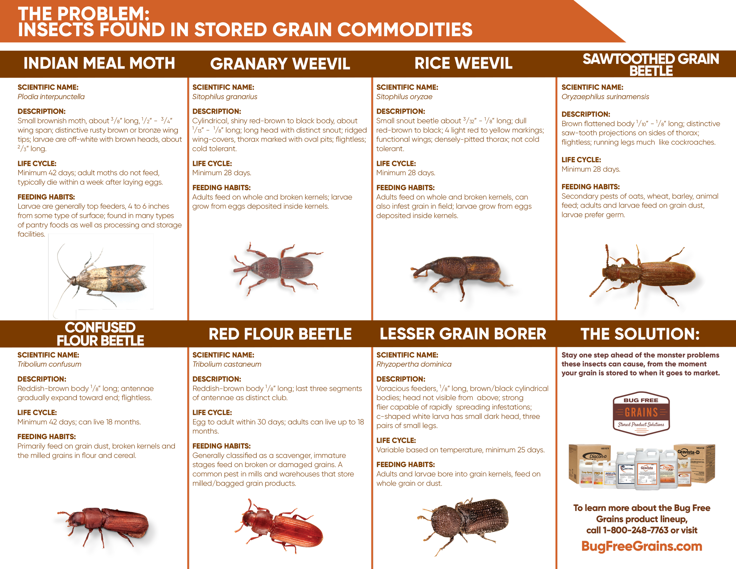 Insects found in stored grain: Indian meal moth, granary weevil, rice weevil, sawtoothed grain beetle, confused flour beetle, red flour beetle and lesser grain borer