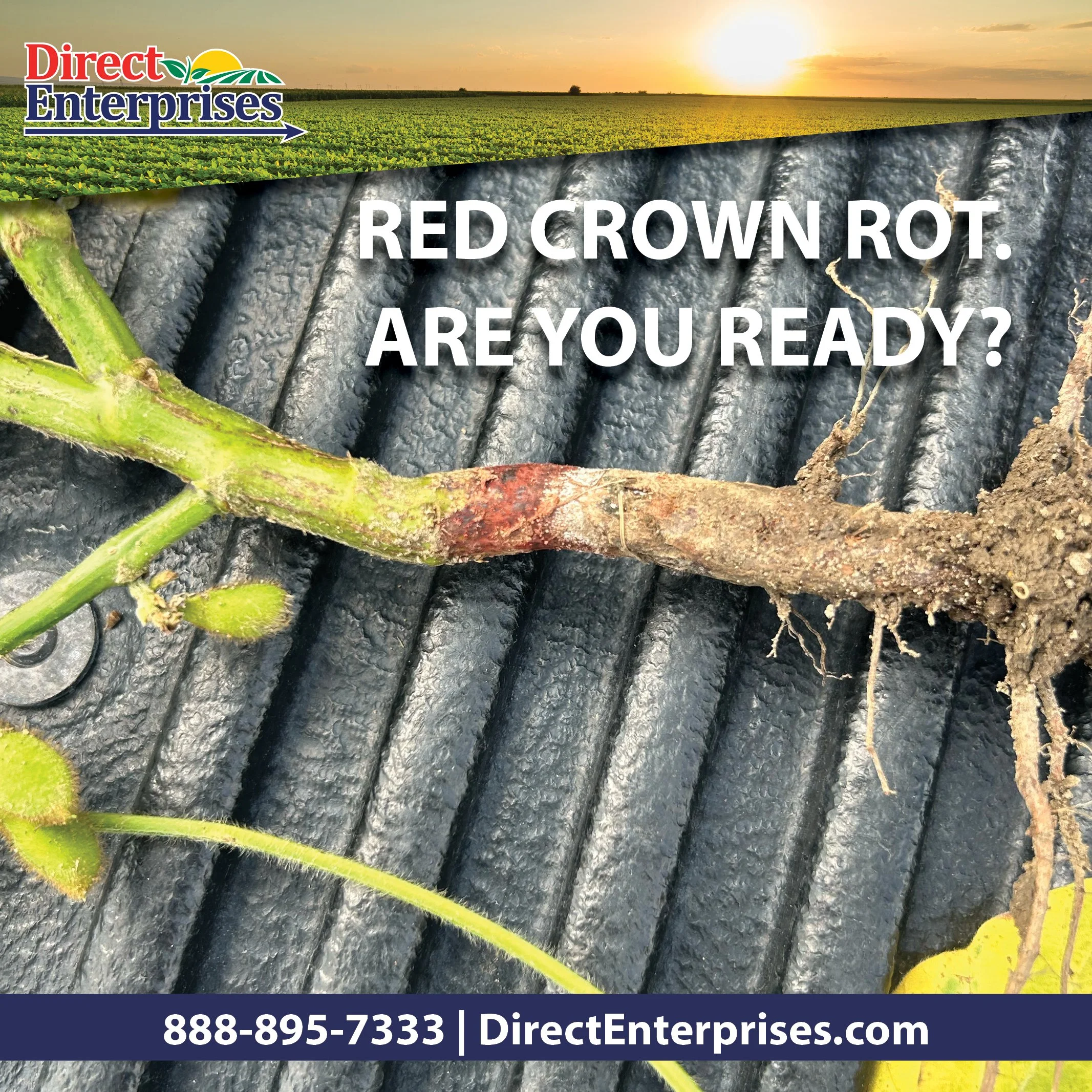 RED CROWN ROT. WE’VE GOT YOU COVERED.