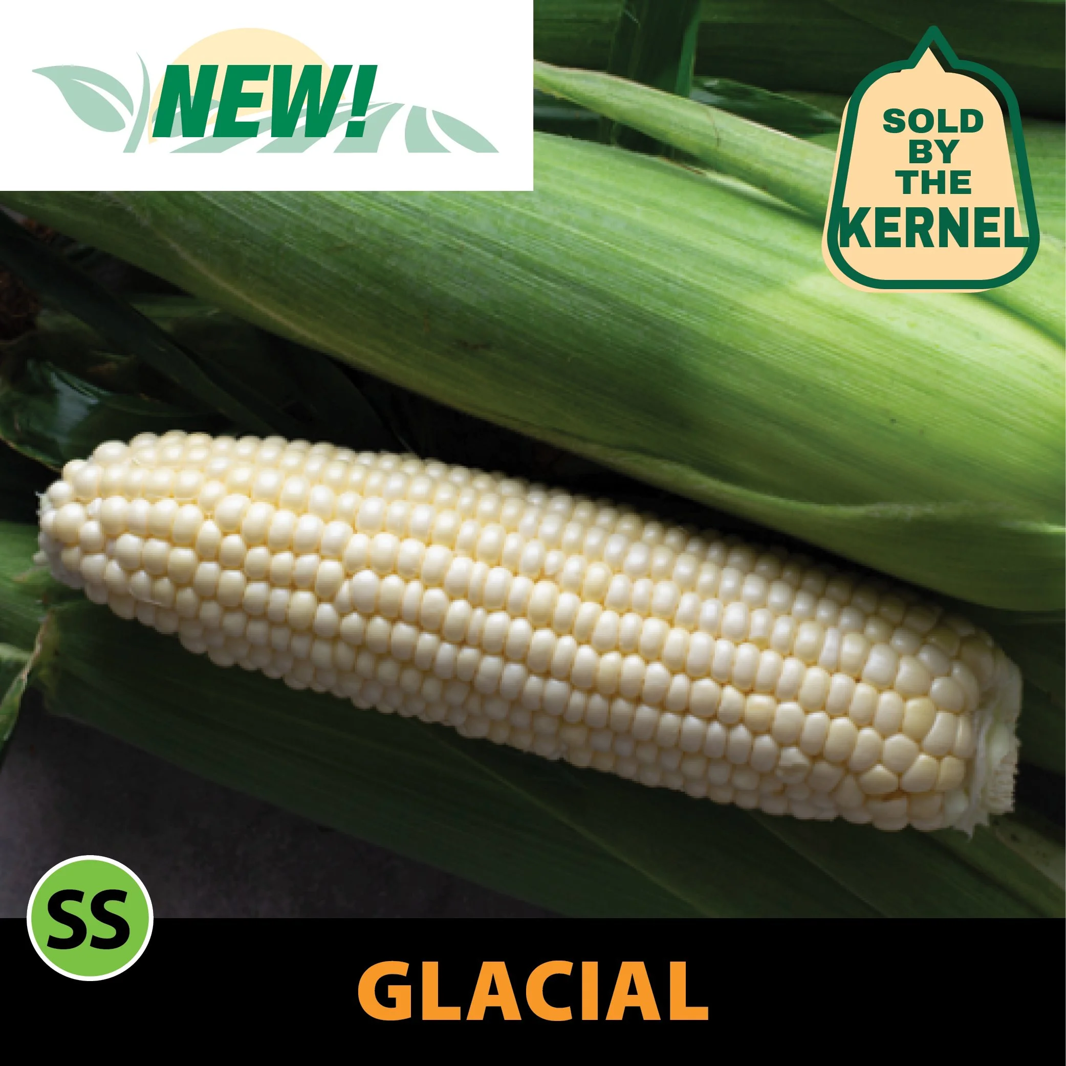 Glacial Sweet Corn