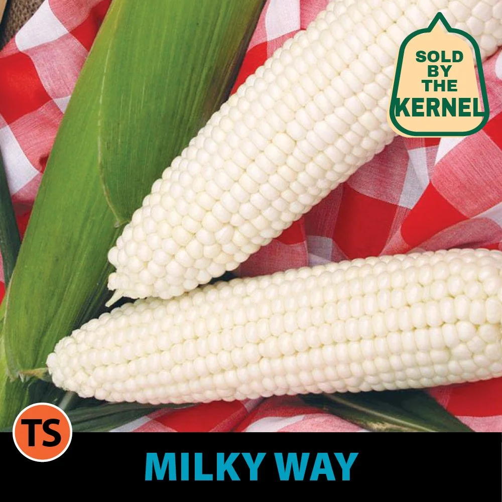 2026 Direct Enterprises_Sweet Corn Images_2.jpg