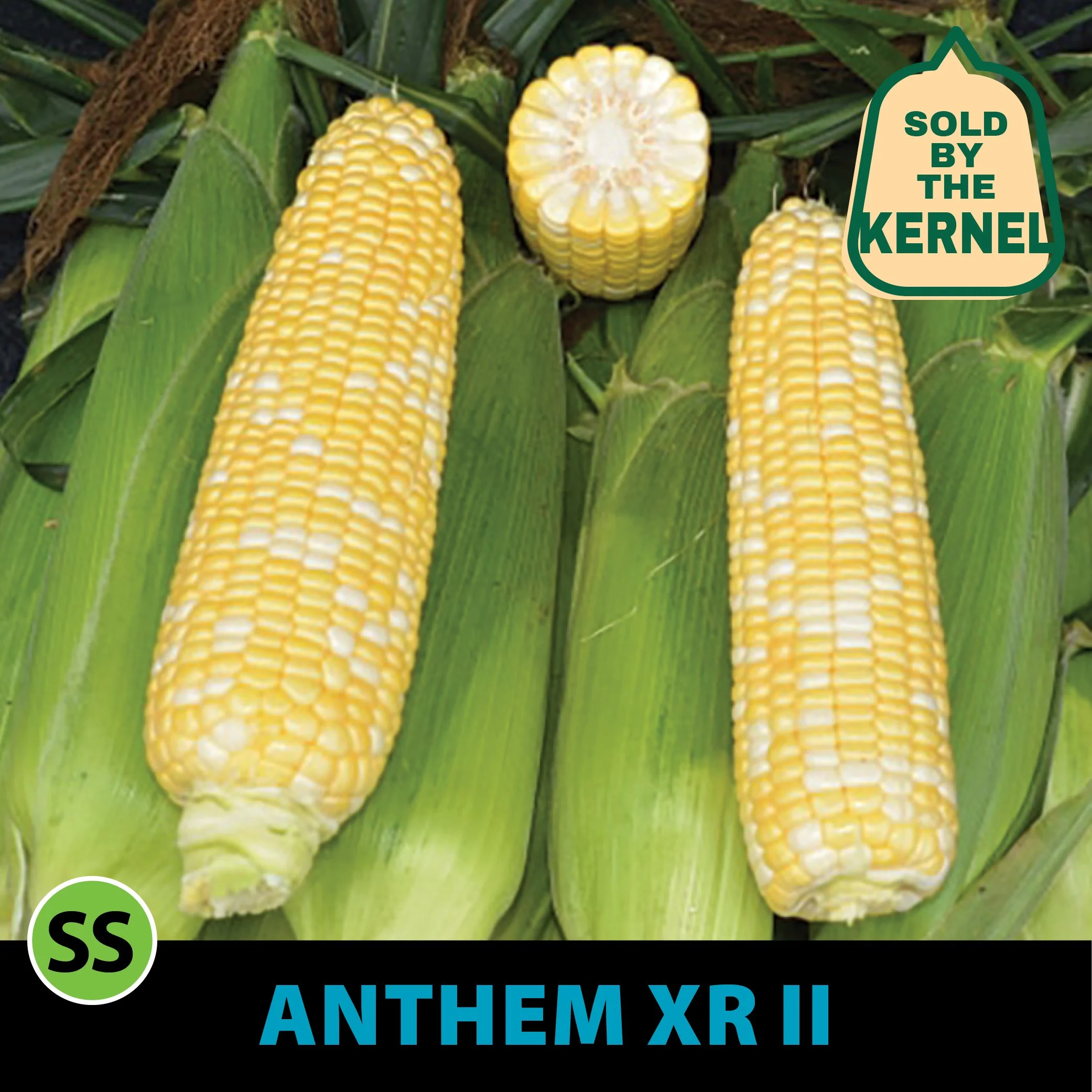 Anthem XR II Sweet Corn