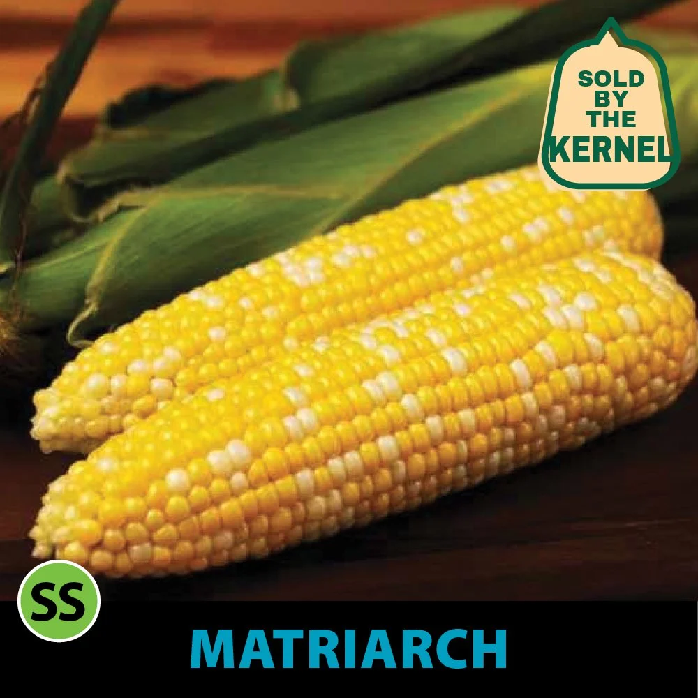 2026 Direct Enterprises_Sweet Corn Images_.jpg