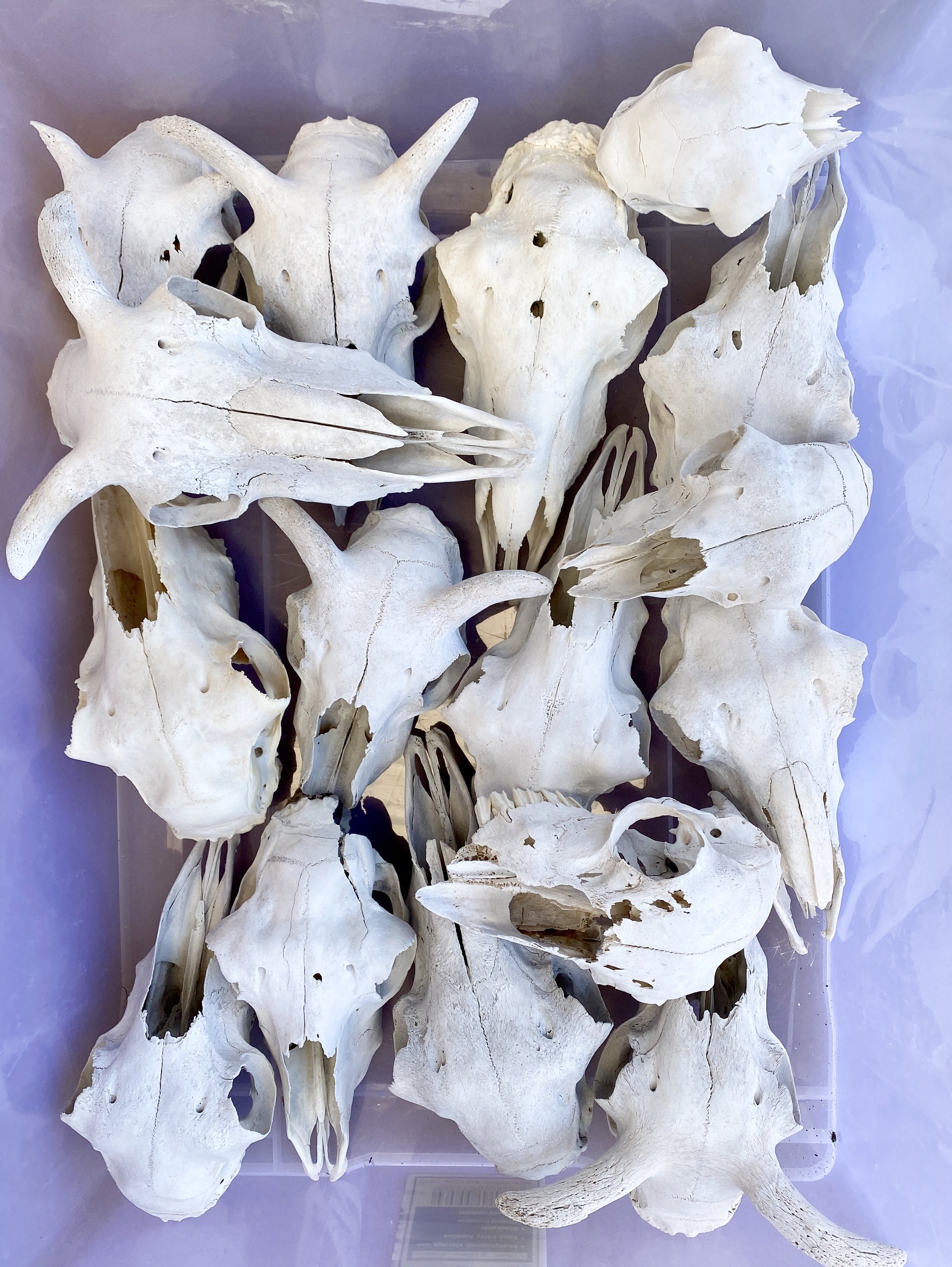 COMING SOON - Skulls