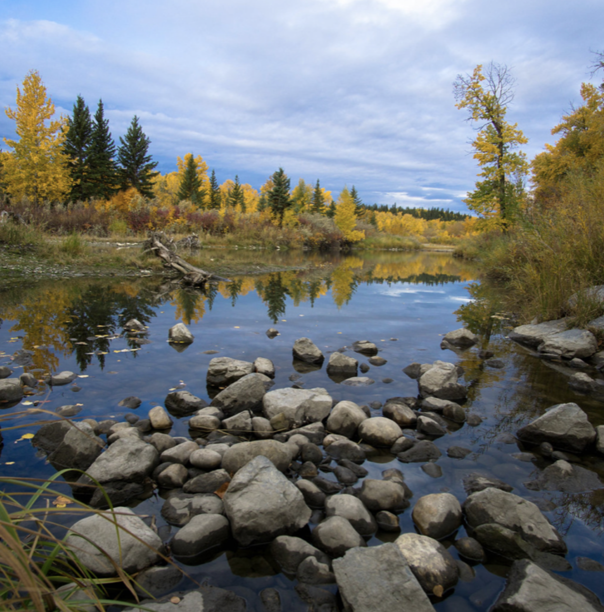 Shawnee Evergreen