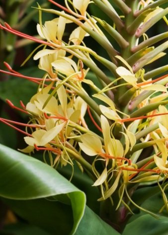 April Focus and Flower Archetypes