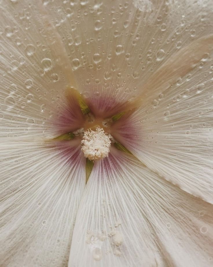 June Balance - Flower Archetypes