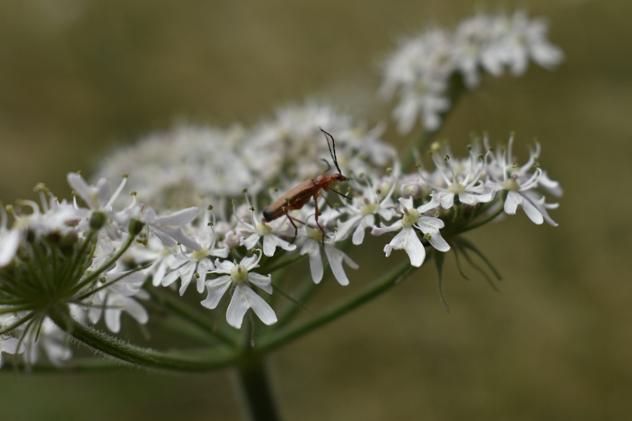 Silent spread of neglected tropical disease in the U.S.