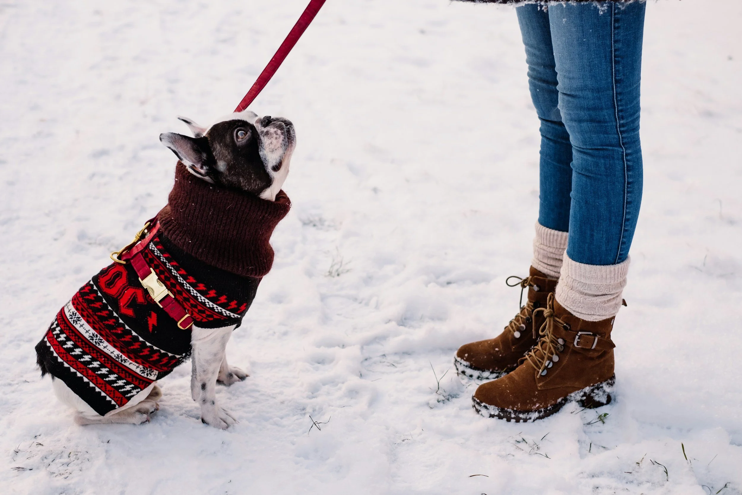 Dogs may value their humans most