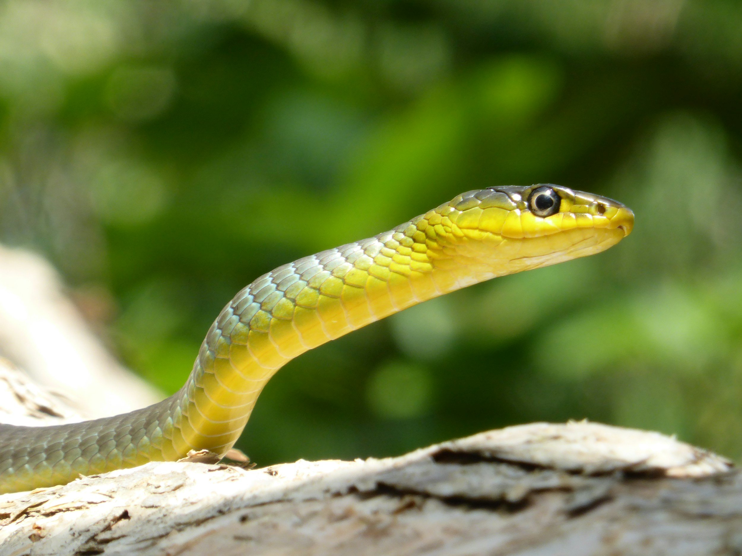 New research points toward a potential universal antivenom