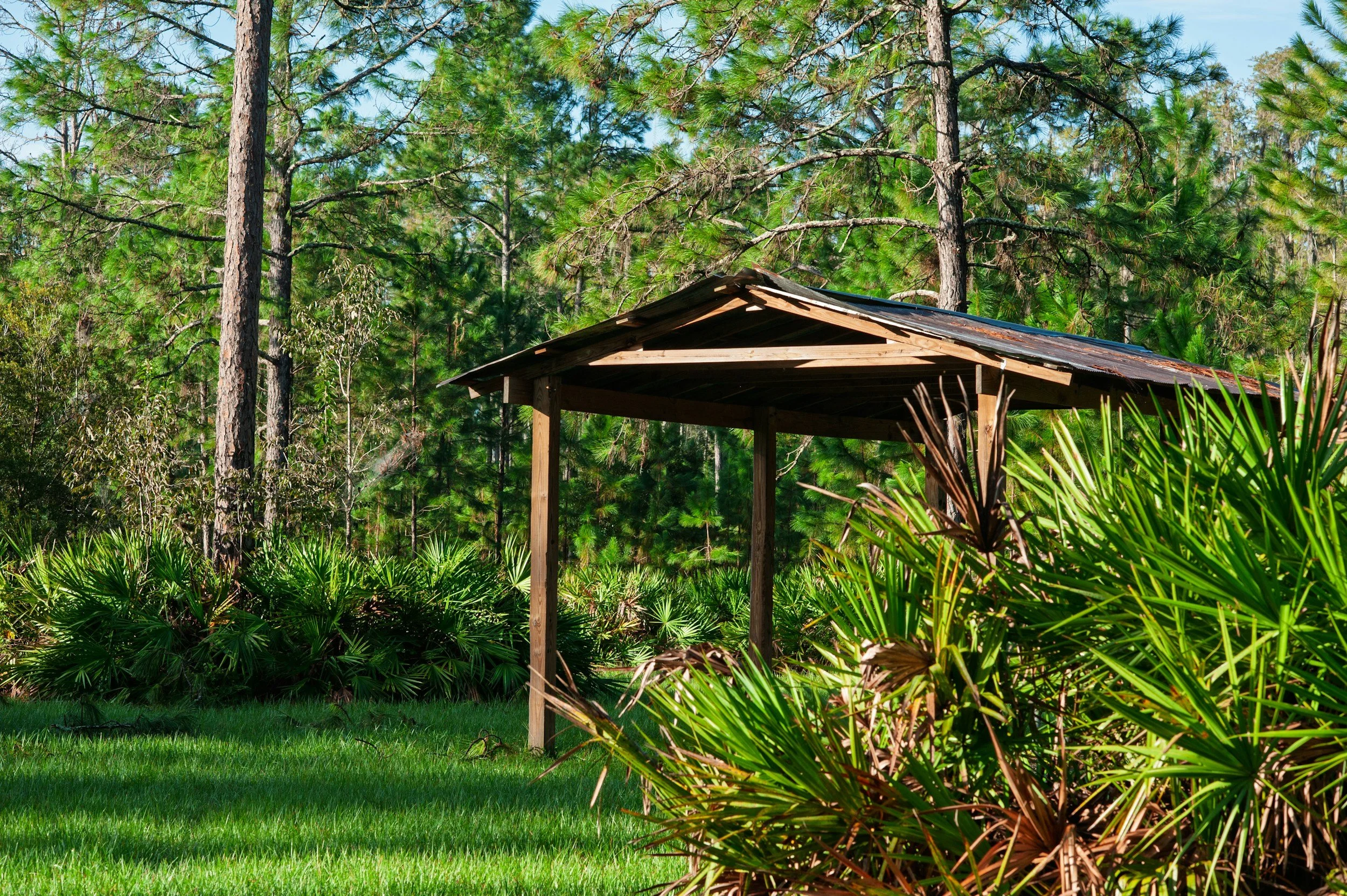 Can saw palmetto really help hair loss?