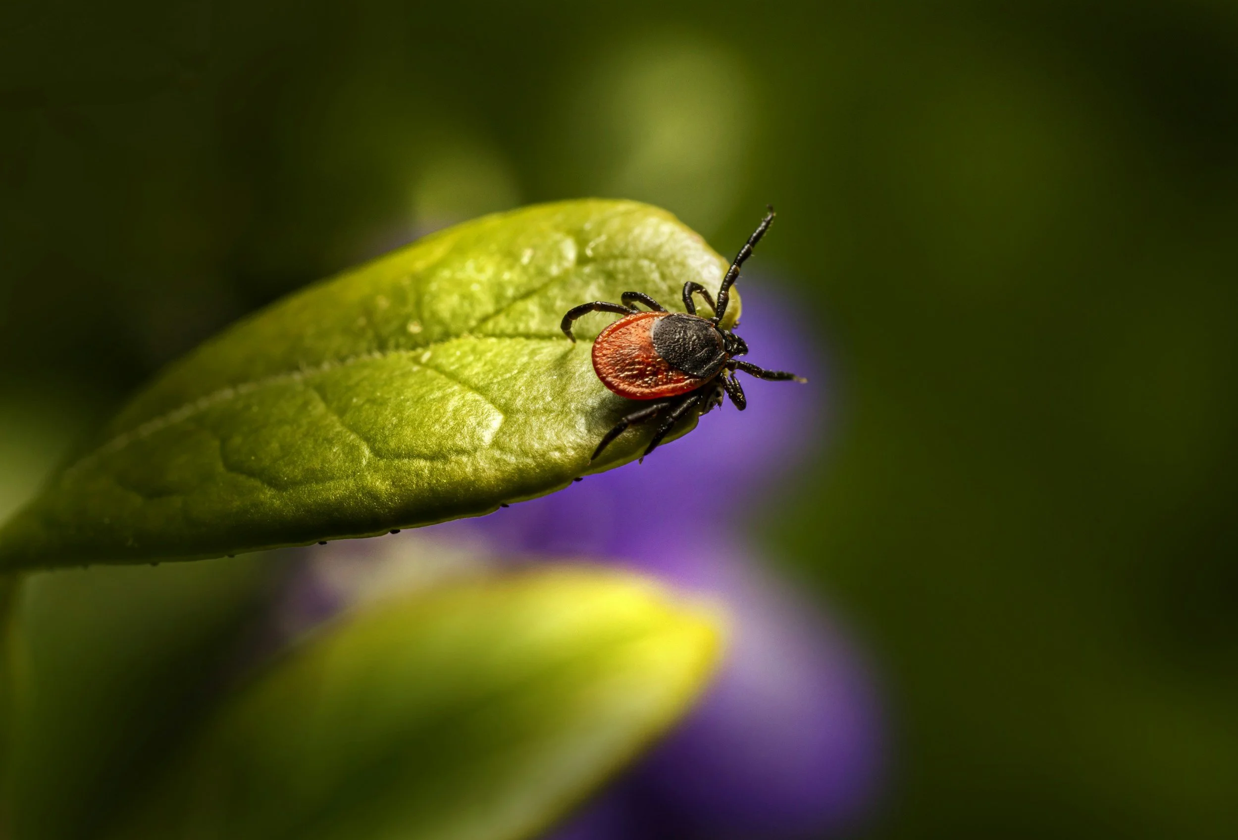 Serious tick-borne virus raises concern in parts of the U.S.