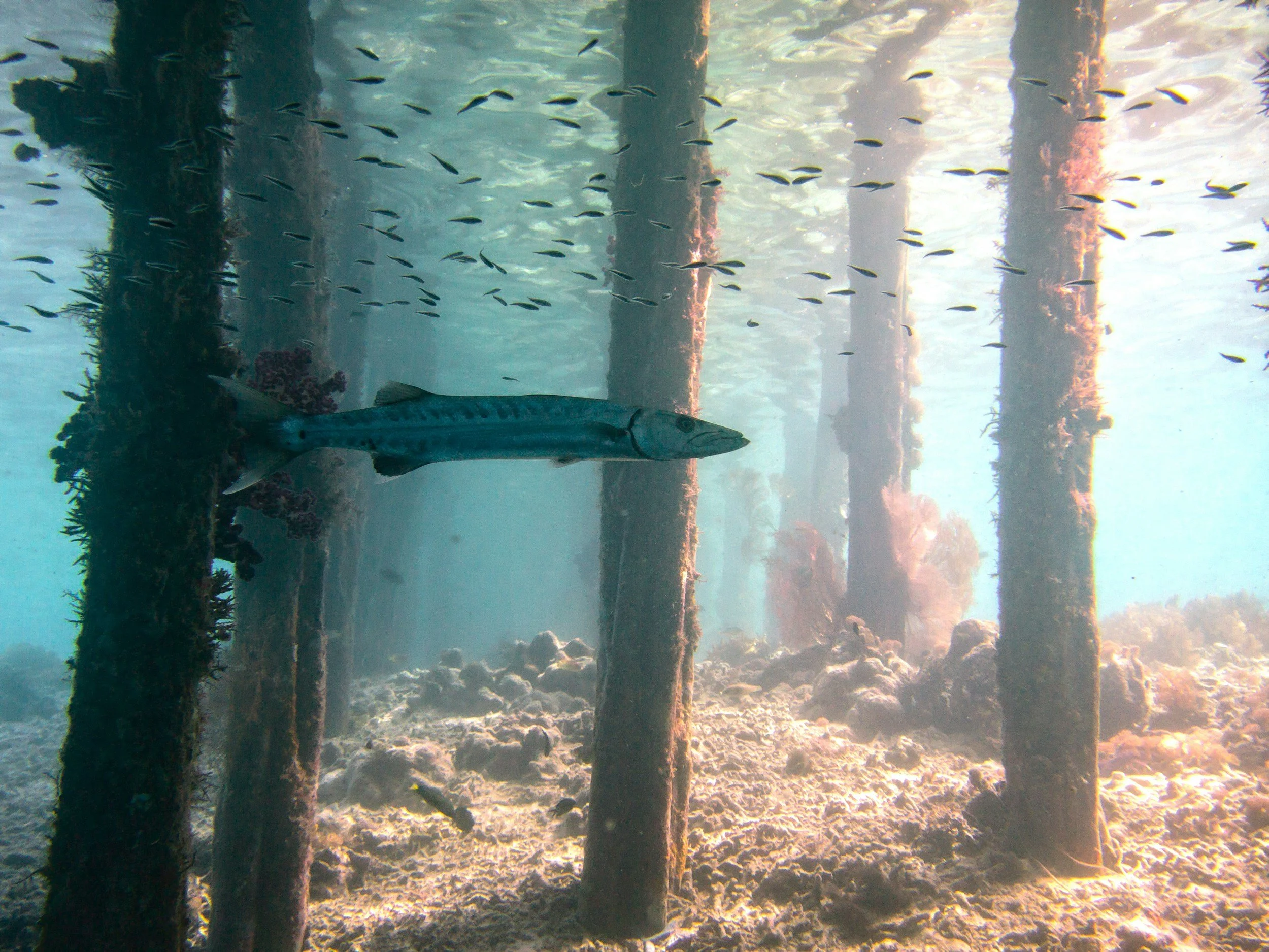 Experts reveal what may have caused a rare barracuda attack