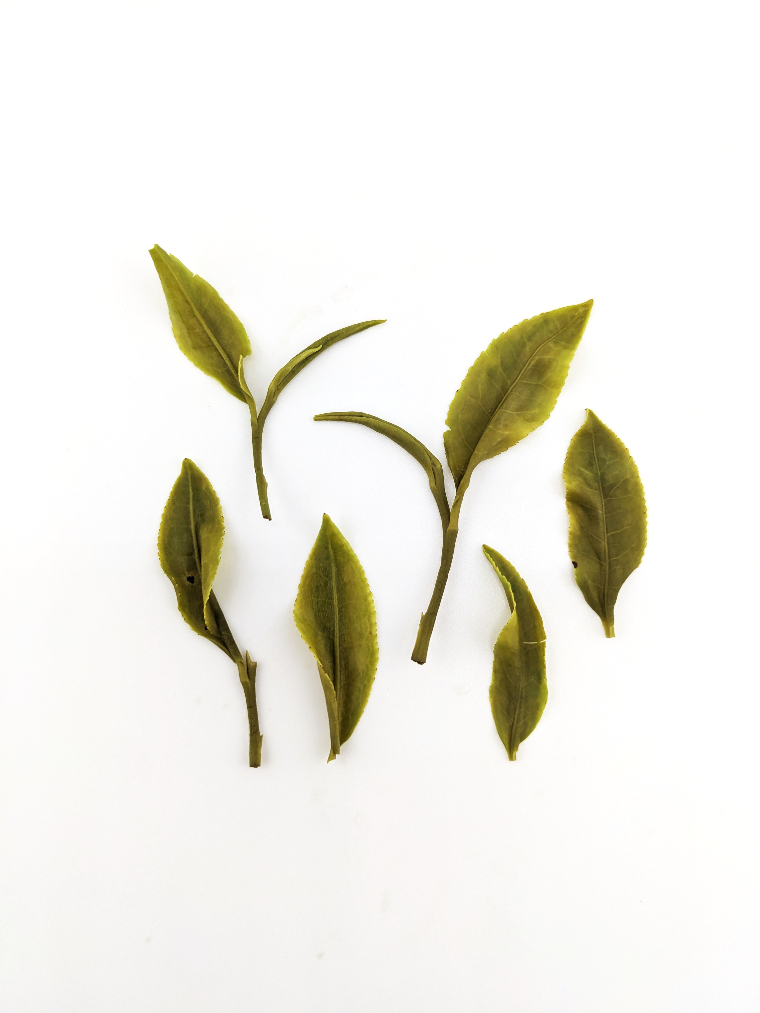 OJAI GREEN WET LEAF.png