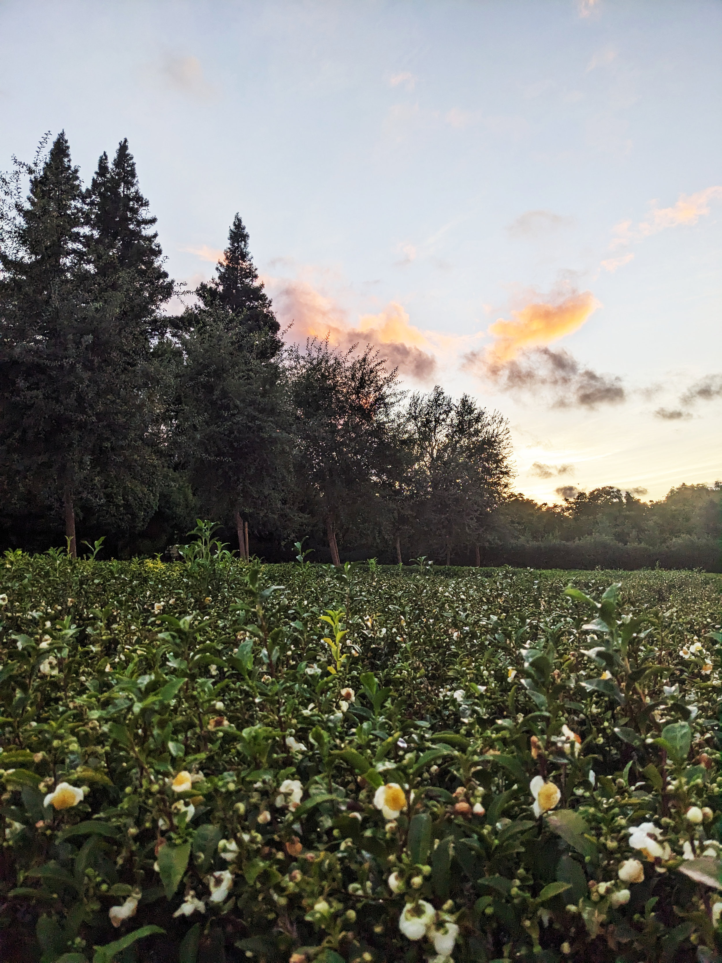 Beyond Altitude: The Real Conditions That Shape Fine Tea