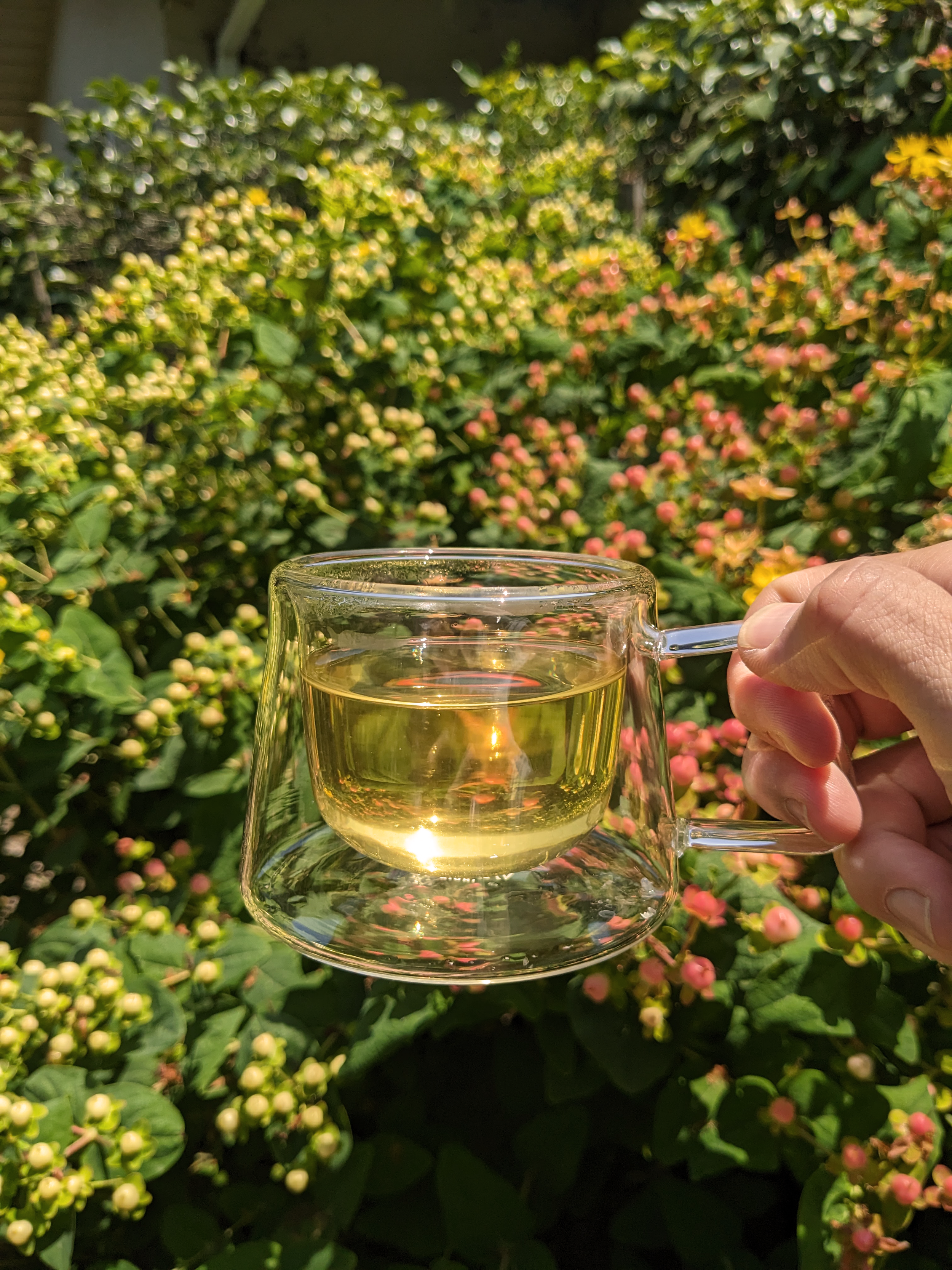 Cream Oolong Garden.png