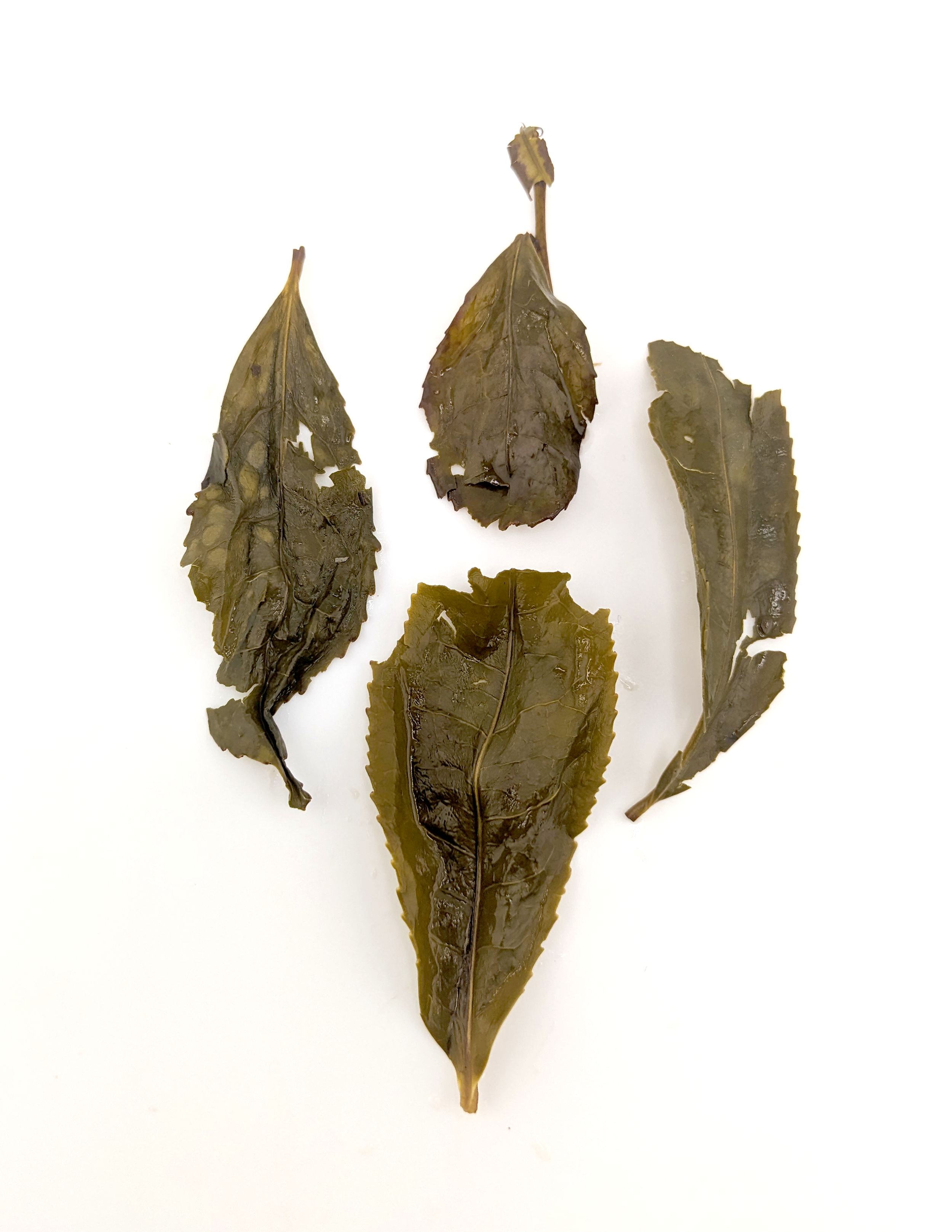 Sycamore Oolong wet.png