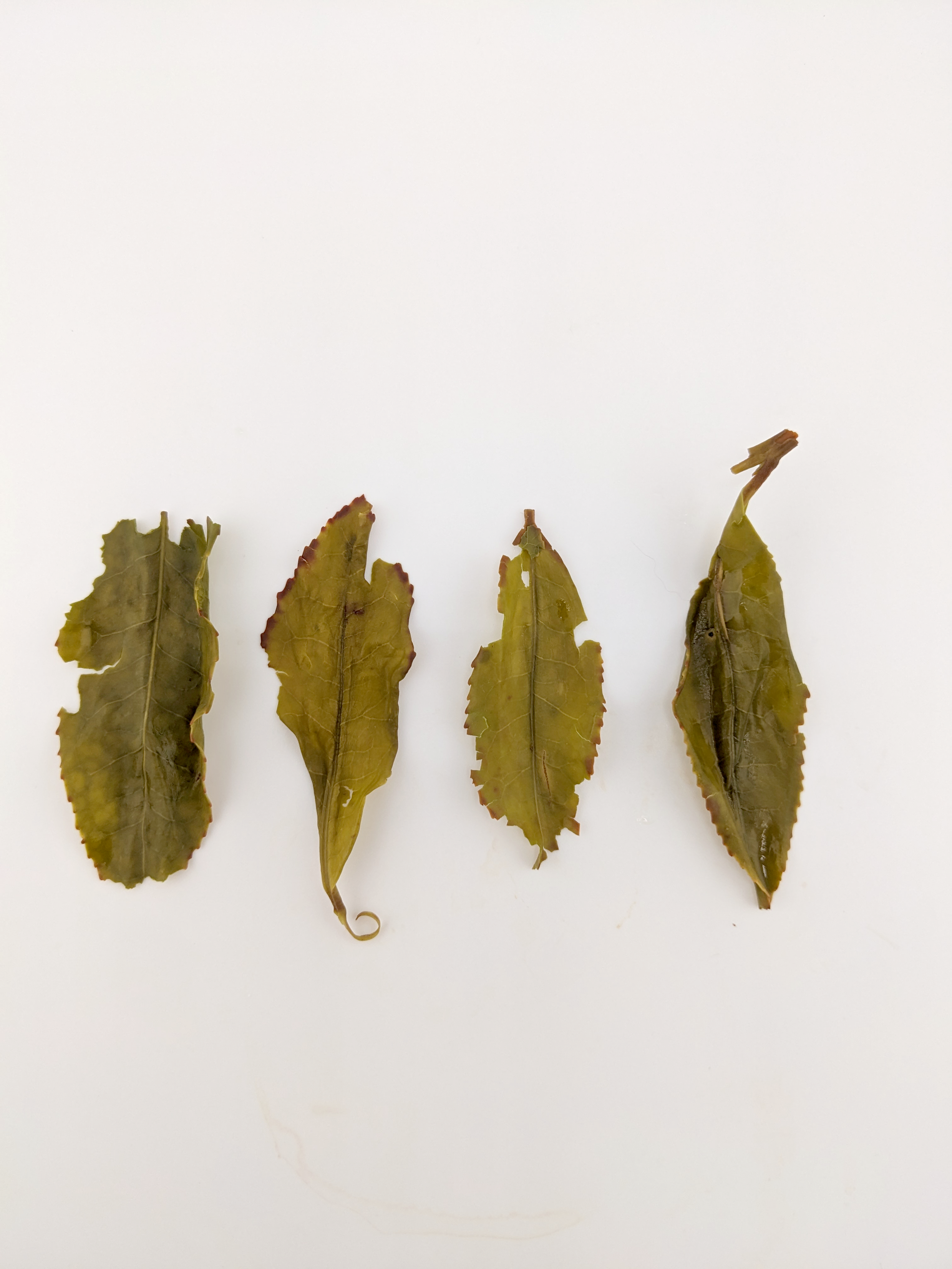 Tahoe Oolong Tea - Summer 2025