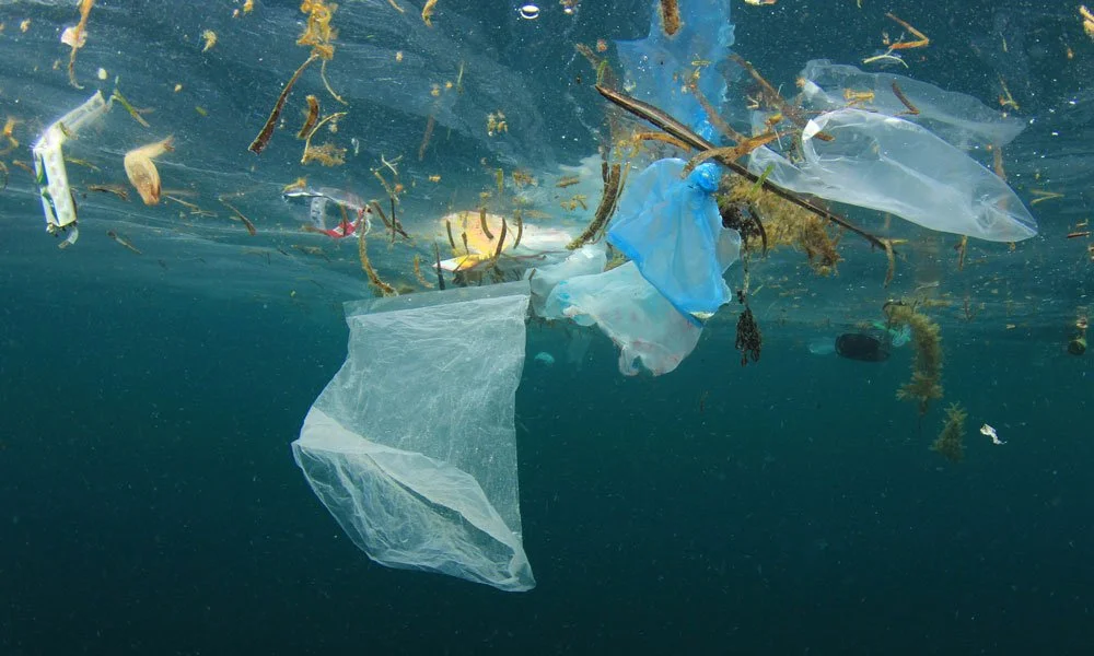 JOURNAL 01: Why environmentalism is a health issue