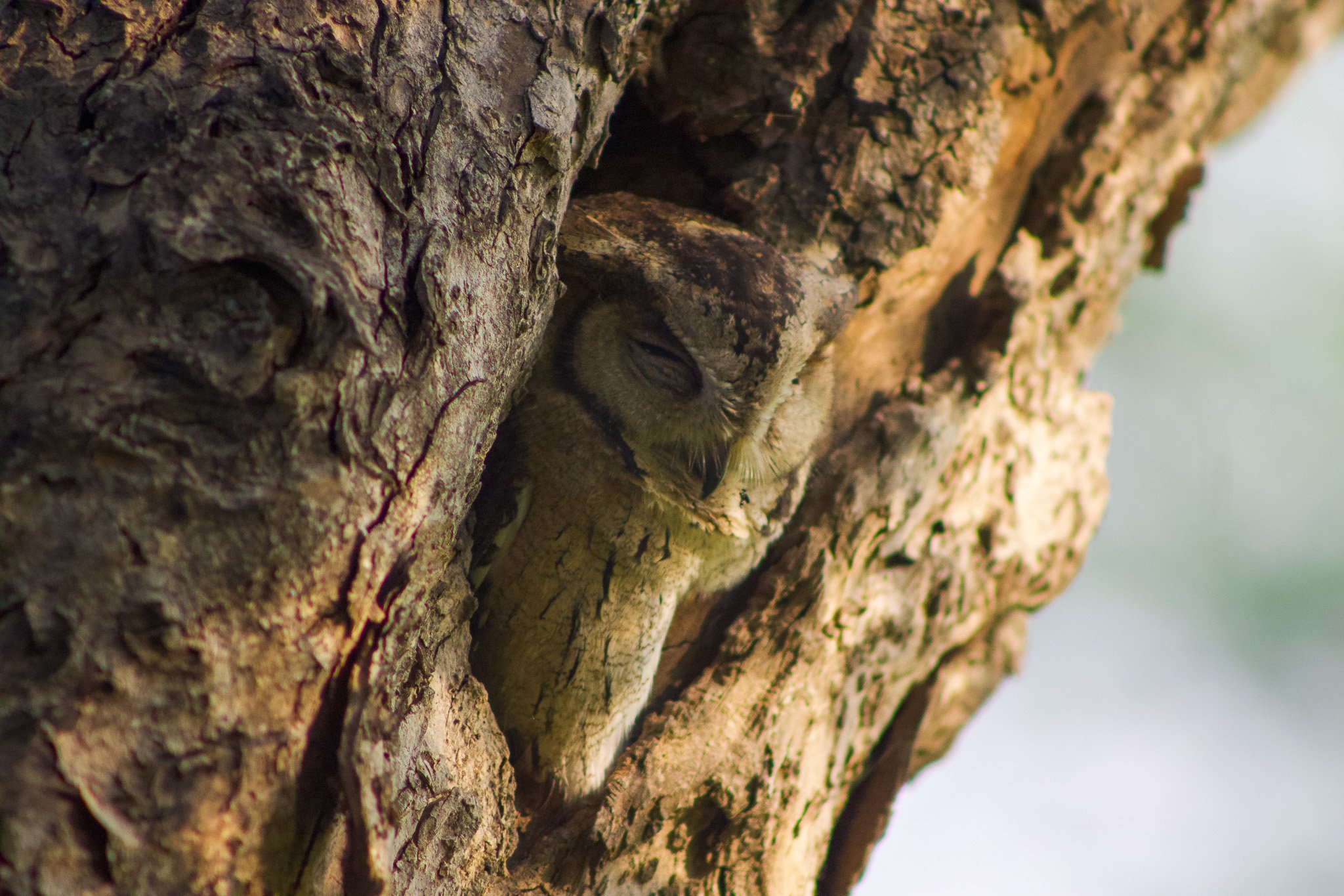 Bharatpur Bird Sanctuary