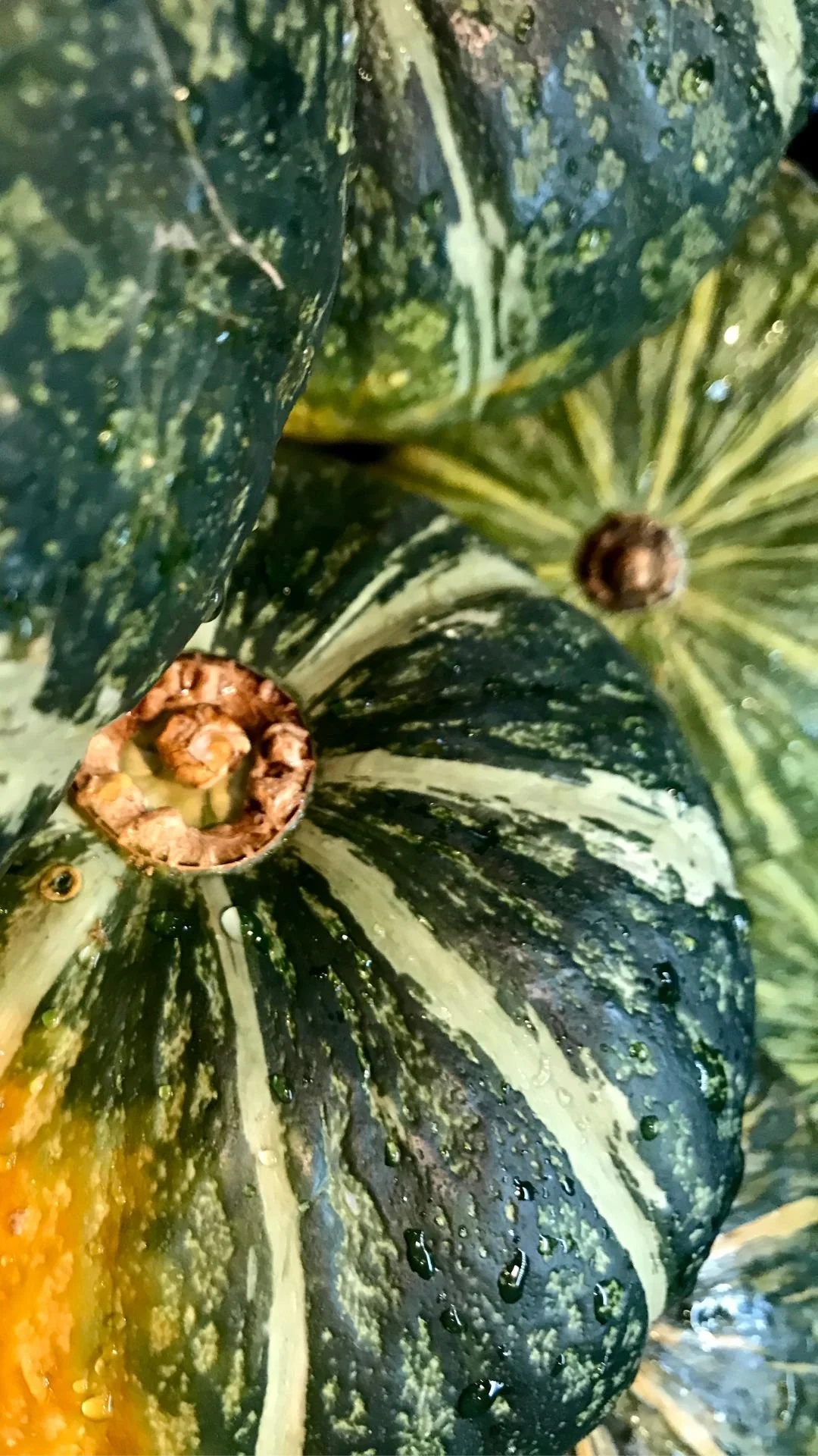 zucca.jpg