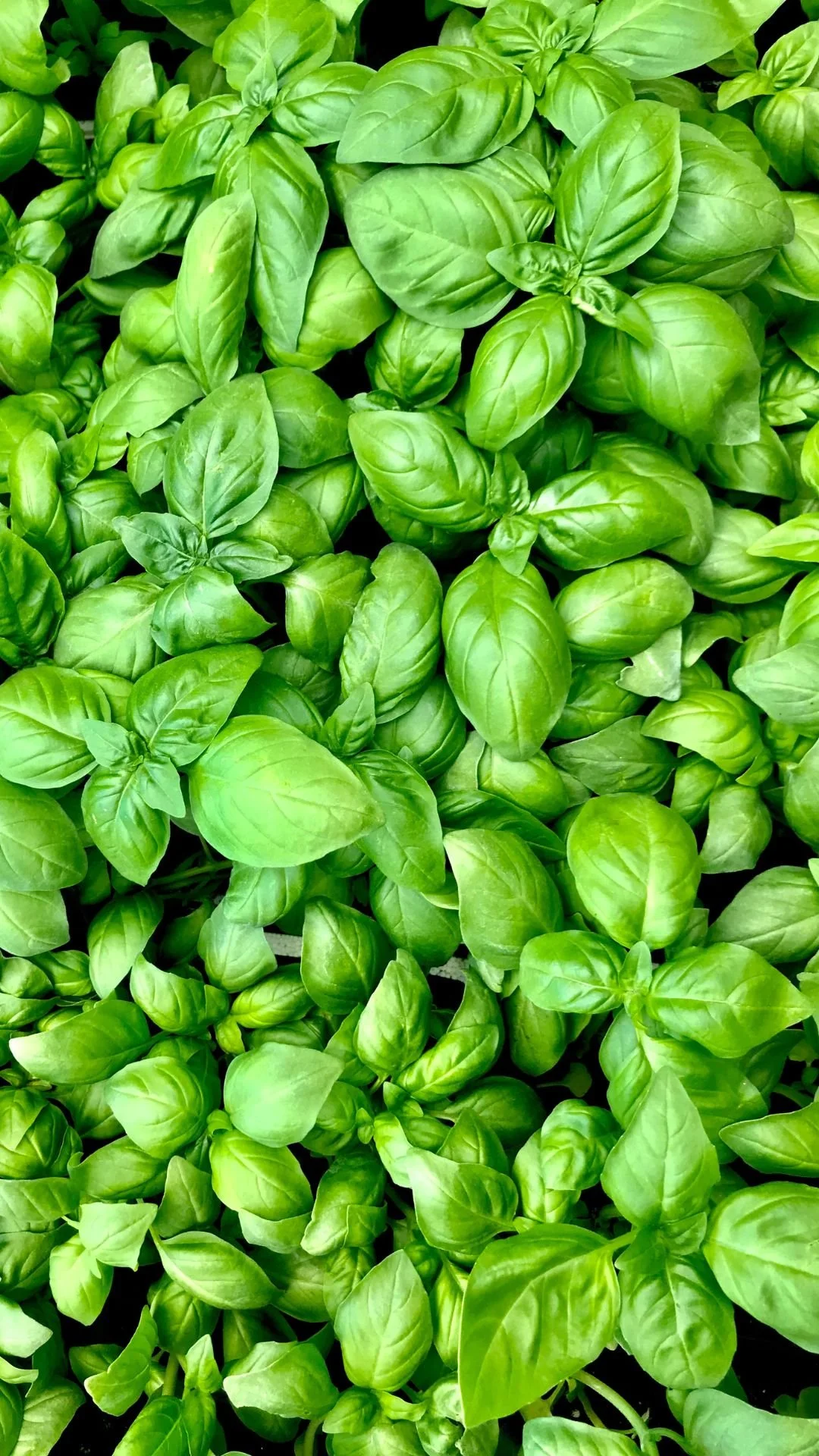 basilico.jpg