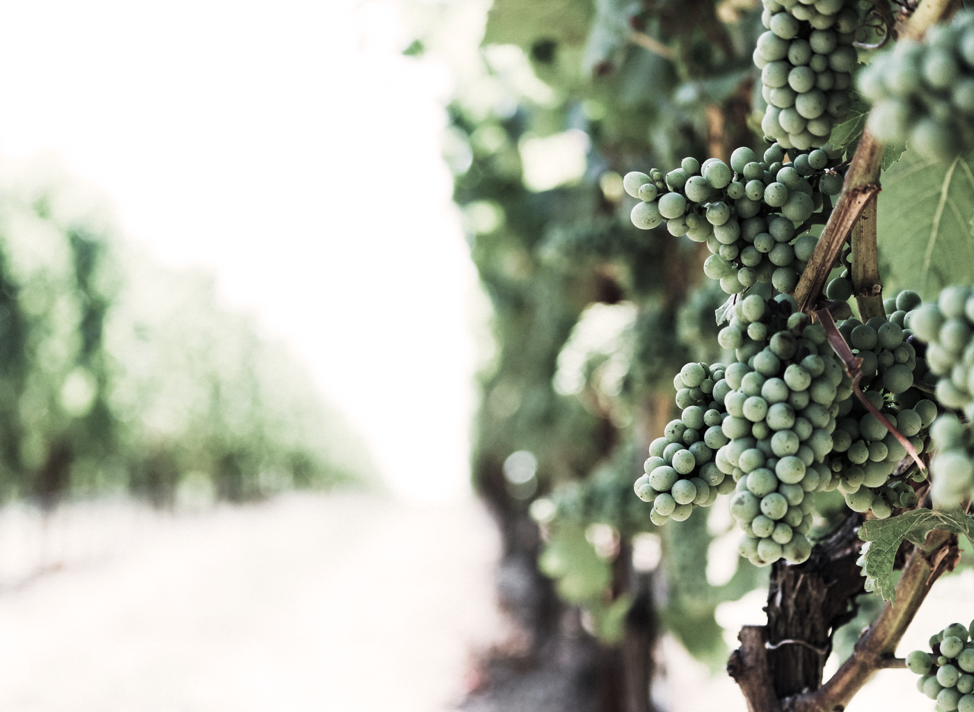 jesse-belleque-348131-unsplash.png