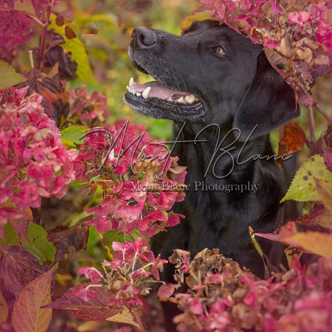 I don't know about you, but I've had it with rain and grey horrible days. Bring on spring and all it's beautiful flowers....can't wait for more flower filled photos with smiling dogs. Sharing this to cheer myself and hopefully you up on these wet day