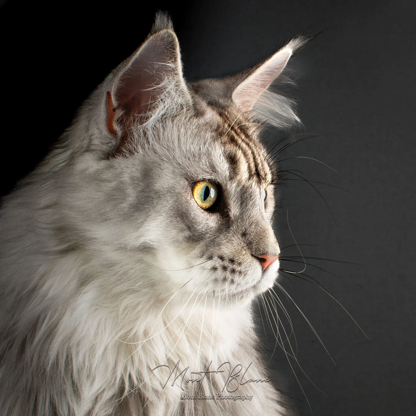 Whiskers Wednesday. 😊. How gorgeous is this boy!? 😍 www.MontBlancPhotography.com #whiskerwednesday #catsofinstagram #cats #cat #catstagram #catlife #whiskers #adoptdontshop #instagram #meow #instacat #catoftheday #catlover #catlovers #petsofinstagr