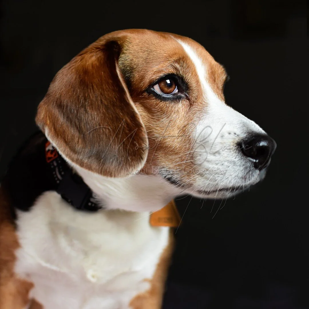 I met this beautiful, sweet natured lad today....isn't he gorgeous! www.MontBlancPhotography.com #beagle #beaglesofinstagram #dogsofinstagram #dog #beaglelove #beaglelife #beagleworld #beagles #dogs #beaglepuppy #puppy #beaglemania #dogstagram #doglo