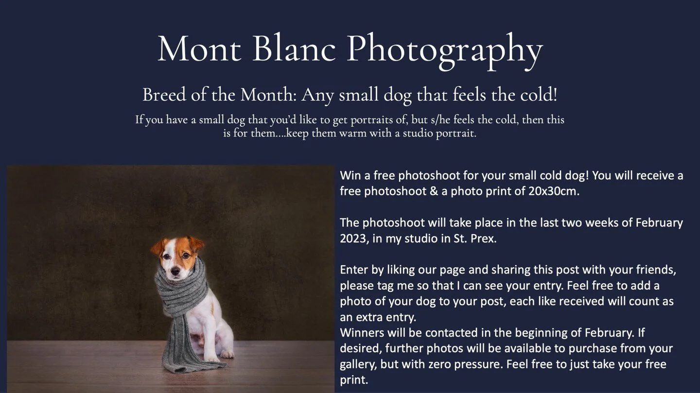 Breed of the Month: Any small dog that feels the cold! 
If you have a small dog that you&rsquo;d like to get portraits of, but s/he feels the cold, then this is for them&hellip;.keep them warm with a studio portrait. 
Win a free photoshoot for your s