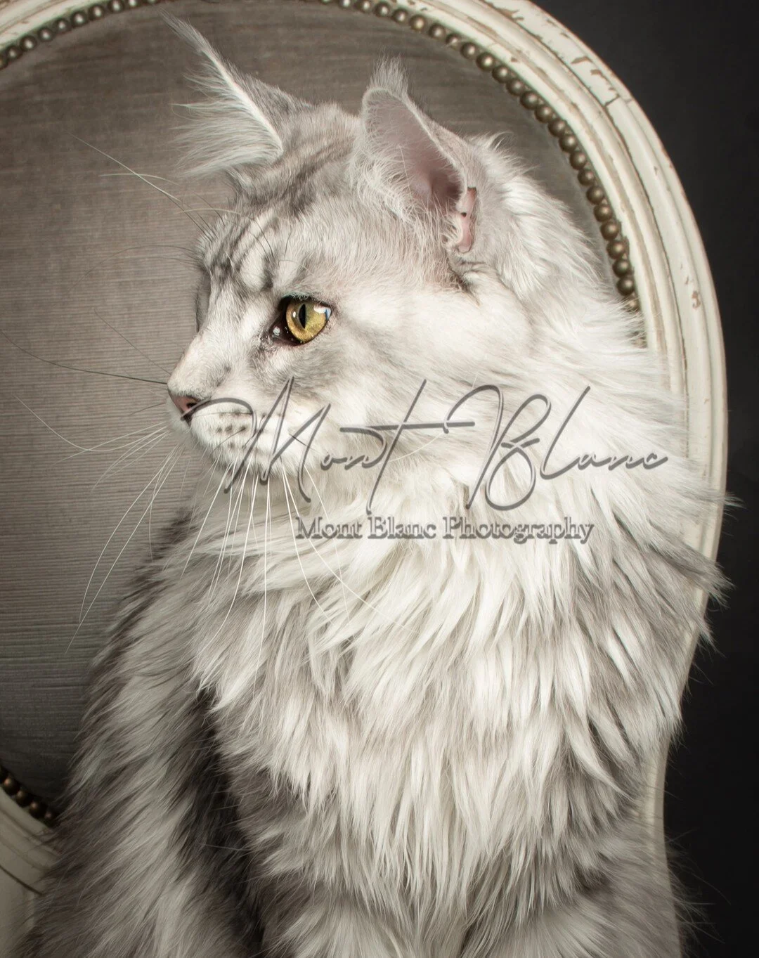Some more of this magnificent silver tabby Maine Coon from last week's Breed of the Month special. 

www.montblancphotography.com

#pictures #photooftheday #photography #photographer #photoshoot #cats_of_instagram #catlife😘 #mainecoons #mainecooncat